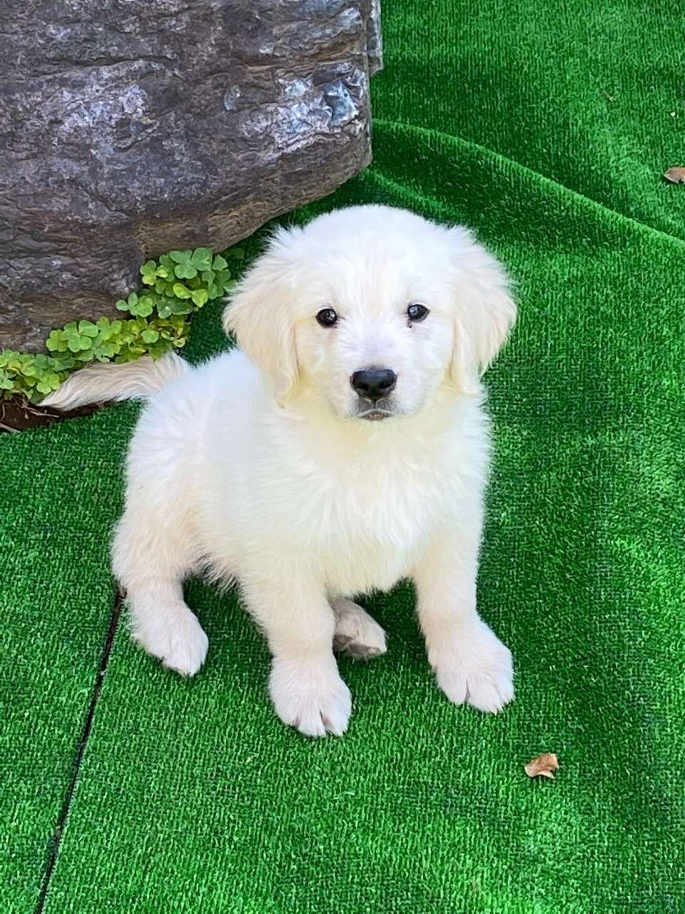 ゴールデン・レトリーバー