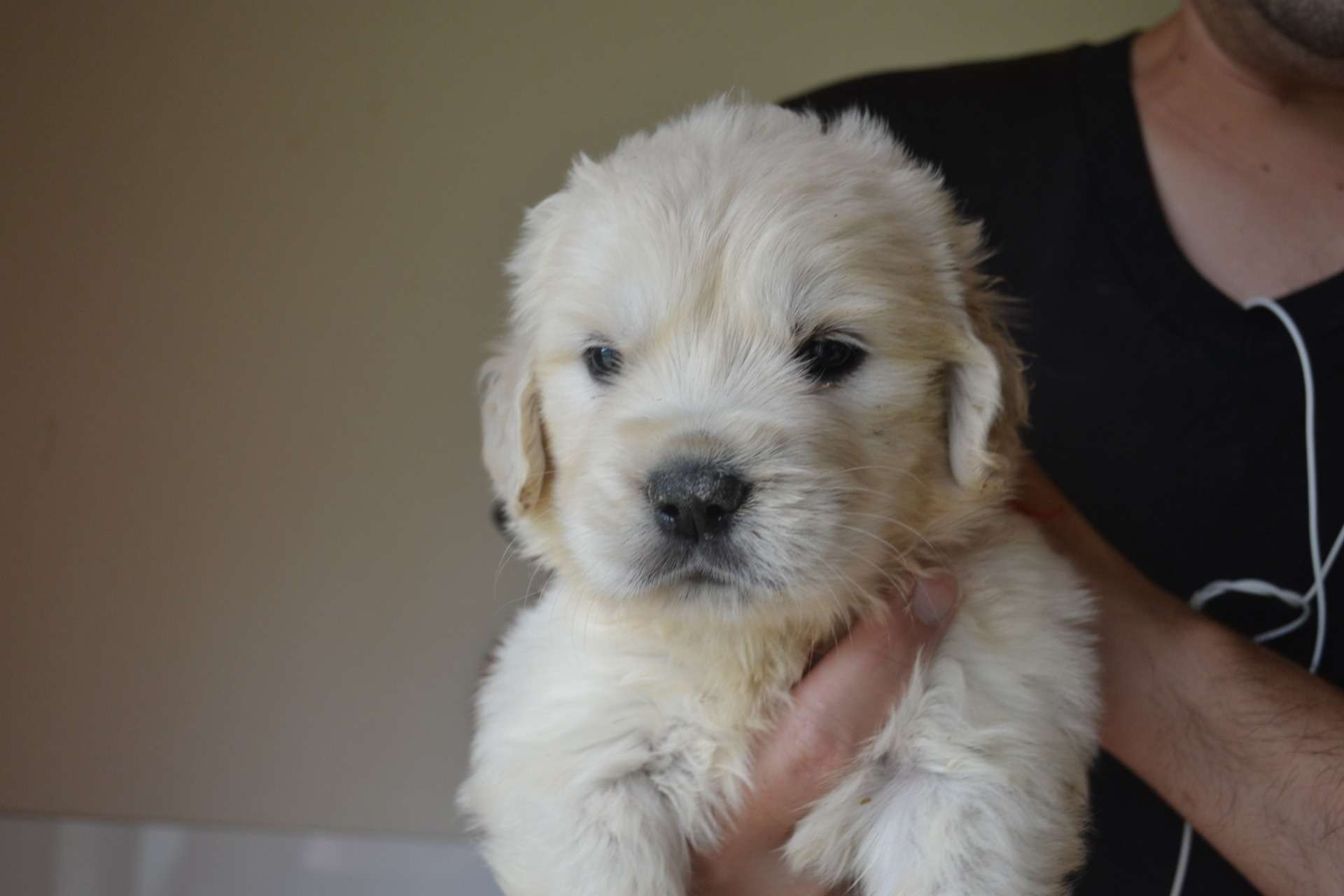 ゴールデン・レトリーバー