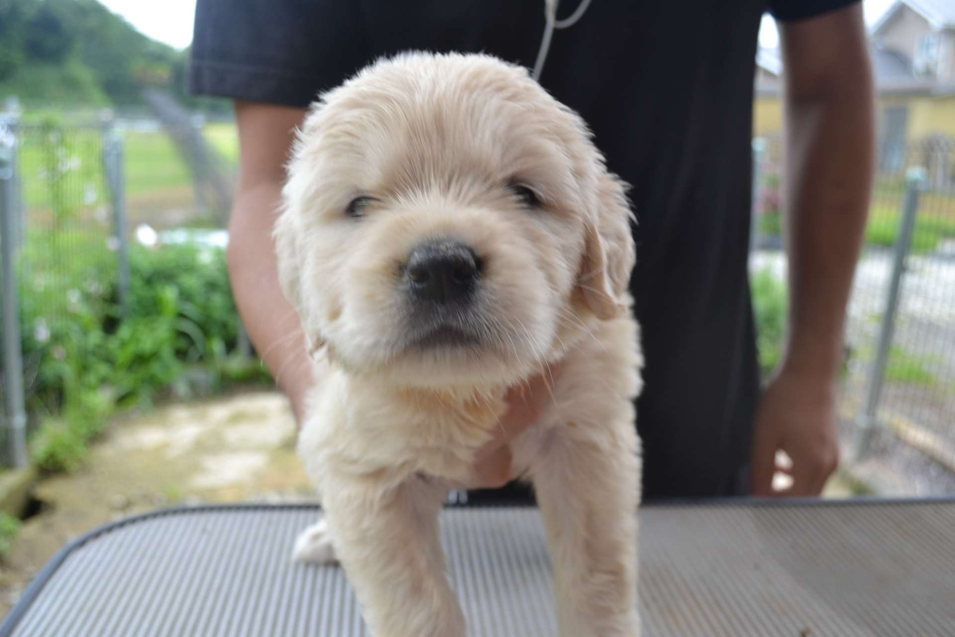 ゴールデン・レトリーバー