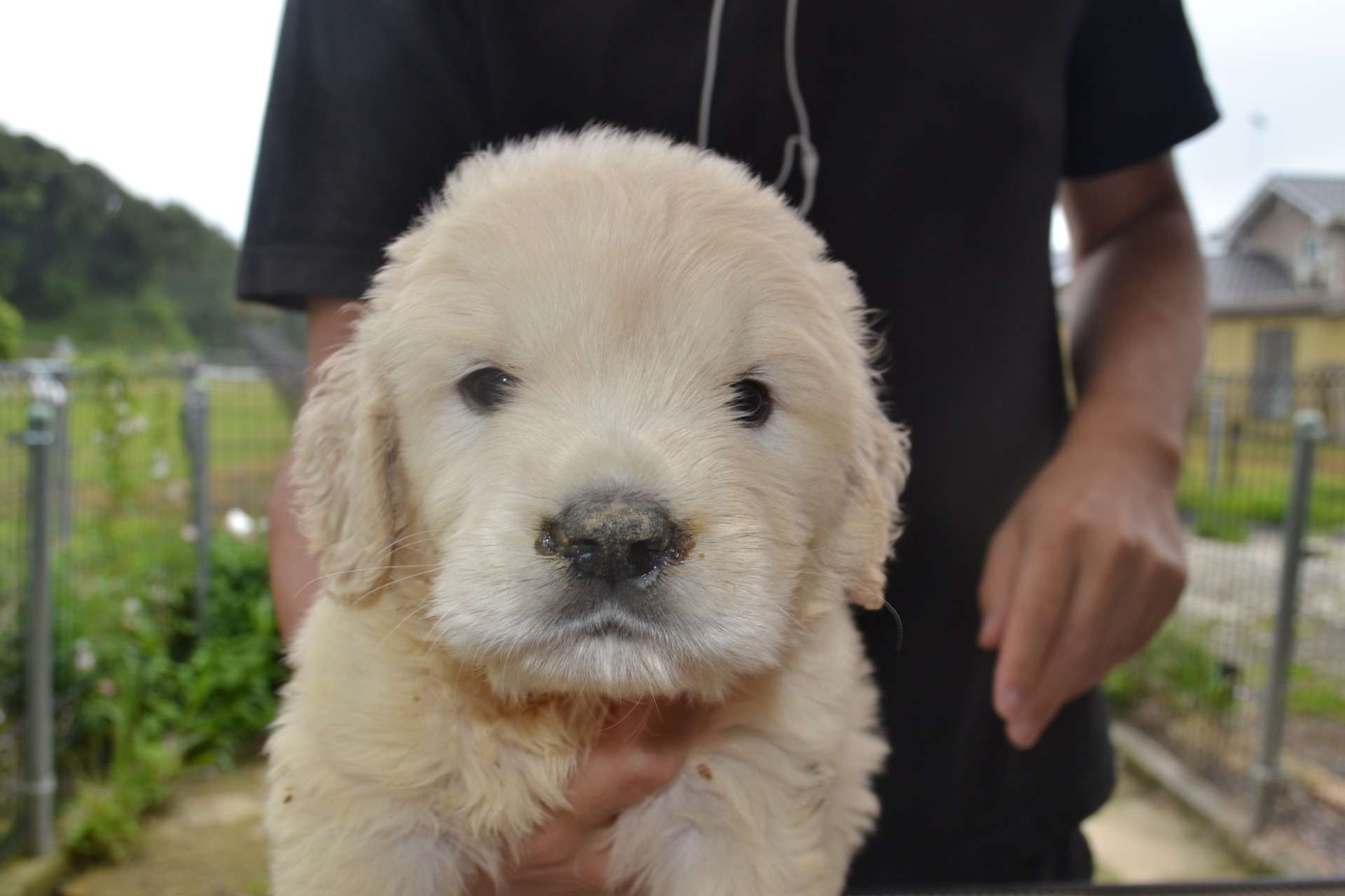 ゴールデン・レトリーバー