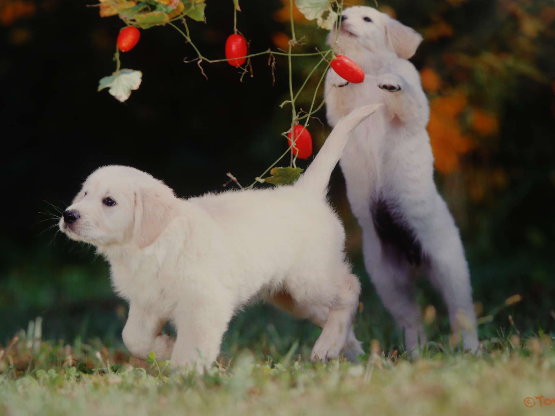 ゴールデン・レトリーバー
